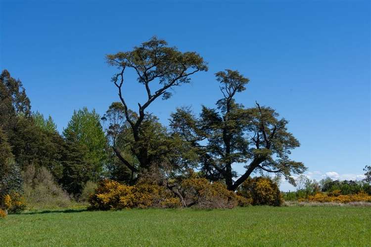 Parcela en venta en Puerto Varas - Imagen 3