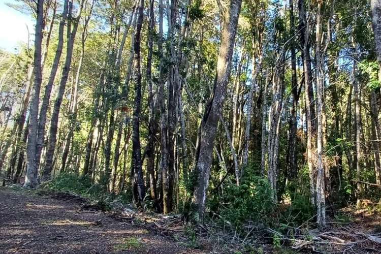 Parcela En Venta - Condominio Bosque Pucón - Imagen 3