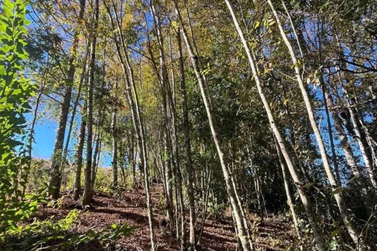 Venta Terreno 5.164 M² Con Vista Al Volcán