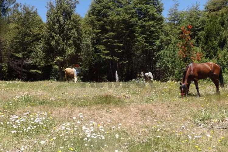 Campo En Venta En Pucón 200 Hectáreas
