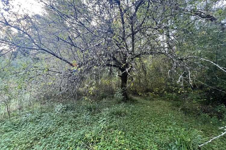 Venta Terreno 10.540 M² Quilaco Pucón - Imagen 10