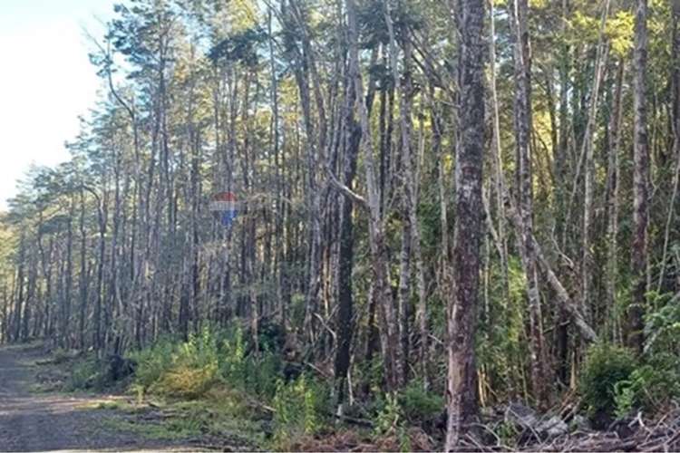 Venta Terreno En Condominio Bosque Pucón - Imagen 13