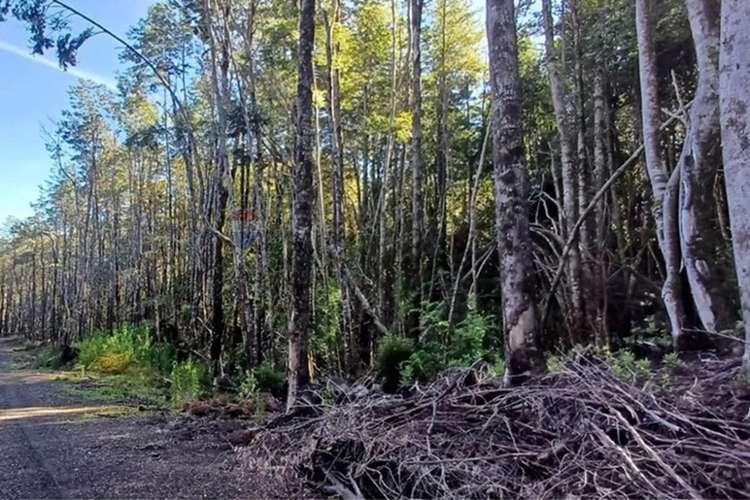 Venta Terreno En Condominio Bosque Pucón - Imagen 5