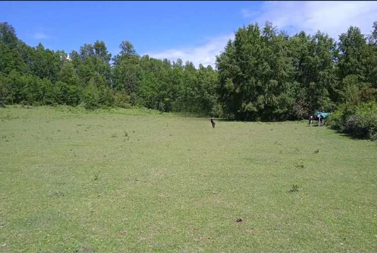Venta Parcelas En Villarrica - Imagen 3
