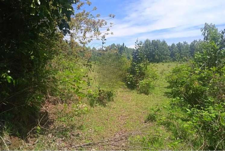 Venta Parcelas En Villarrica - Imagen 12