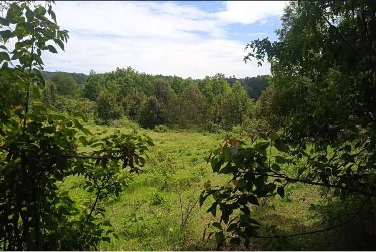 Venta Parcelas En Villarrica - Imagen 8