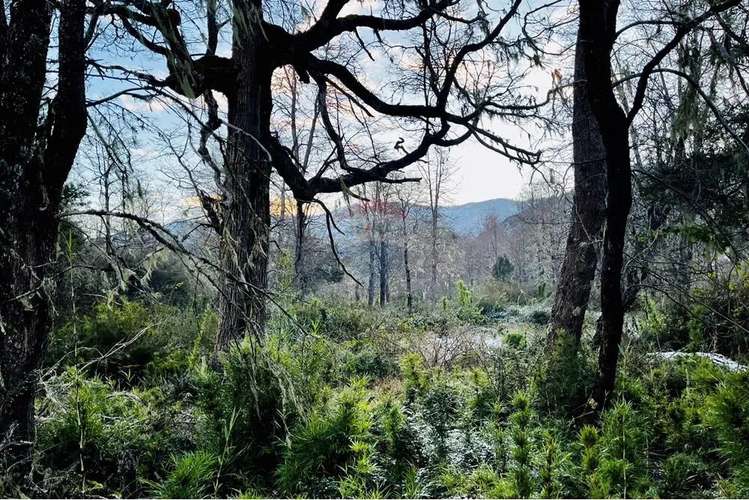 Parcela De 5,000 M2 En Curarrehue, Pucón - Imagen 19