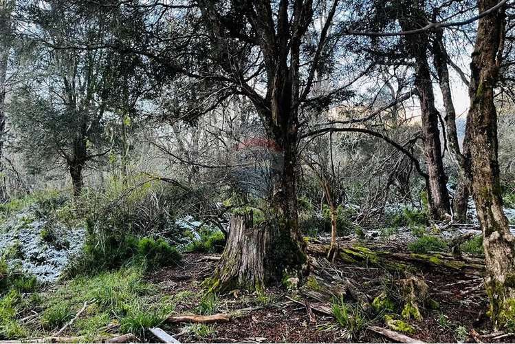 Parcela De 5,000 M2 En Curarrehue, Pucón - Imagen 15