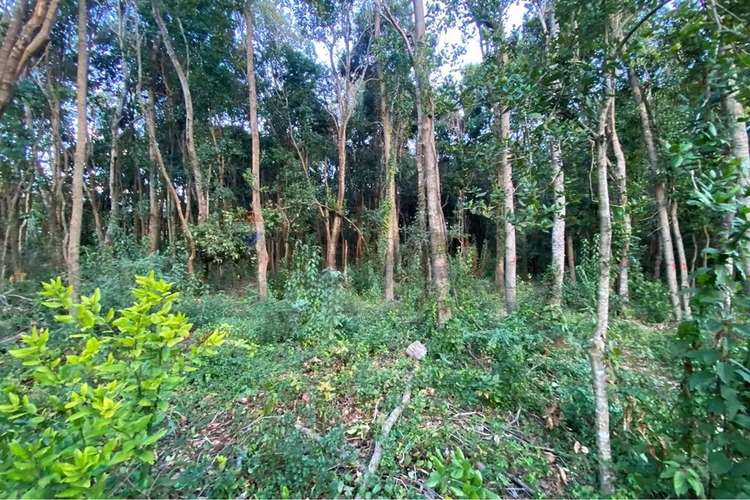 Venta Parcela 5.000 M² Con Acceso A Río, Pucón - Imagen 9