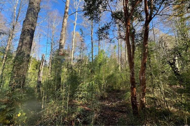 Oportunidad Venta 1 Ha En Menetue - Imagen 3