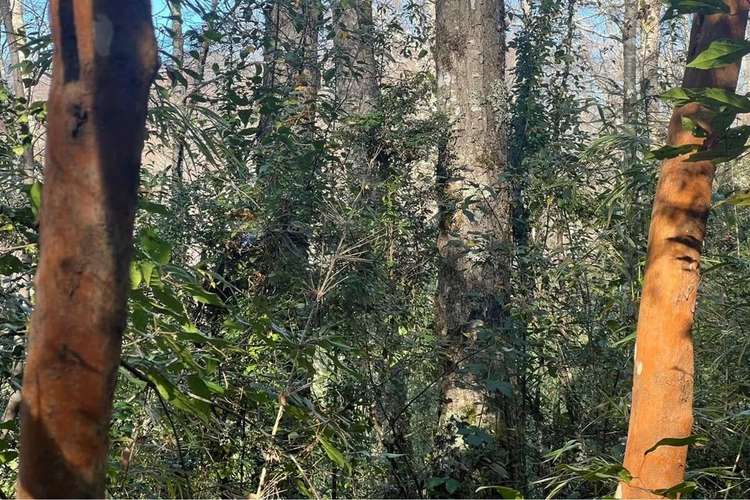 Oportunidad Venta 1 Ha En Menetue - Imagen 19