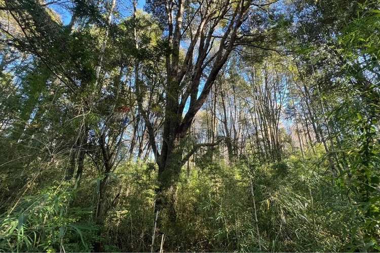 Oportunidad Venta 1 Ha En Menetue - Imagen 6