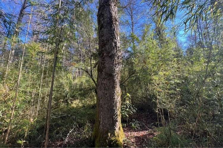 Oportunidad Venta 1 Ha En Menetue - Imagen 18