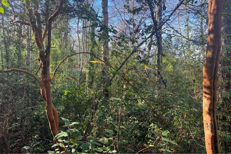 Oportunidad Venta 1 Ha En Menetue - Imagen 5