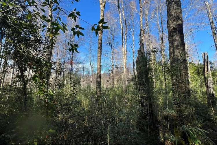Oportunidad Venta 1 Ha En Menetue - Imagen 11