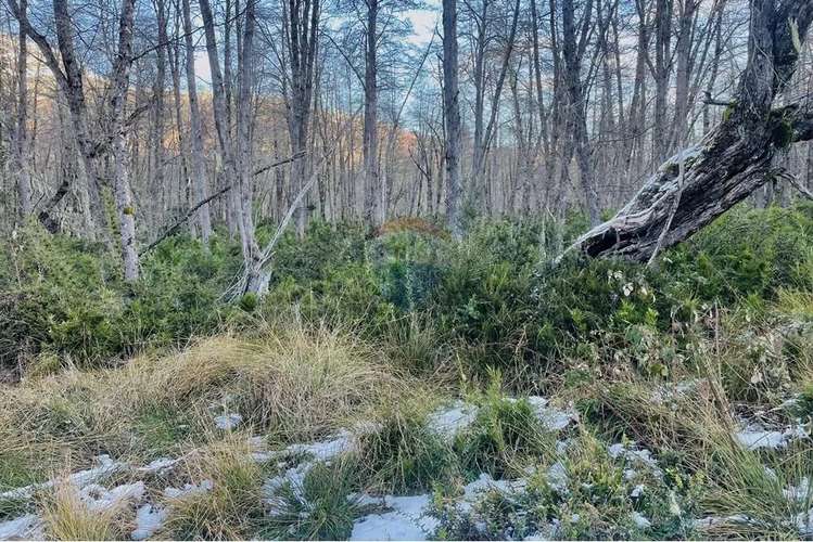 Parcela De 5,000 M2 En Curarrehue, Pucón - Imagen 13