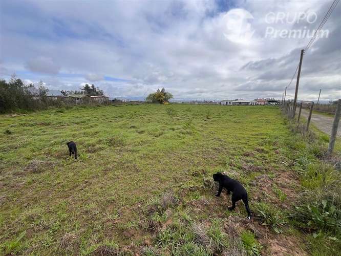 3 Parcelas en venta en Pelarco 5000mts2 - Imagen 4