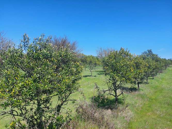 OFERTA Parcelas planas a orilla de carretera, a 2:30 horas de Santiago