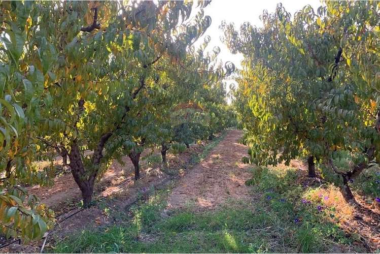 Parcela con casa y árboles frutales 6,63 has - Imagen 19