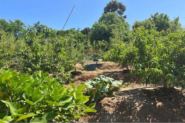 Campo de agrado con casa limache/olmué - Imagen 7