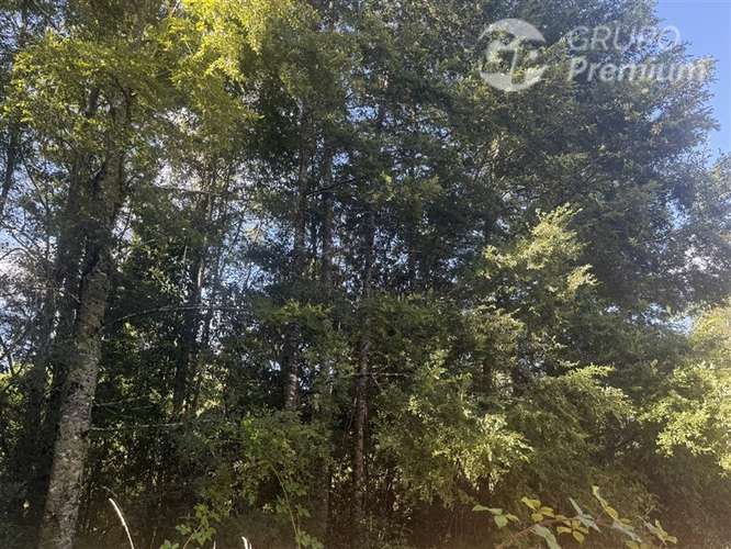 Venta- Paracela- Villarrica-5000 Mt2 - Imagen 9
