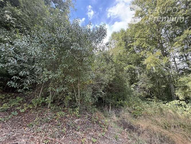 Venta- Paracela- Villarrica-5000 Mt2 - Imagen 1