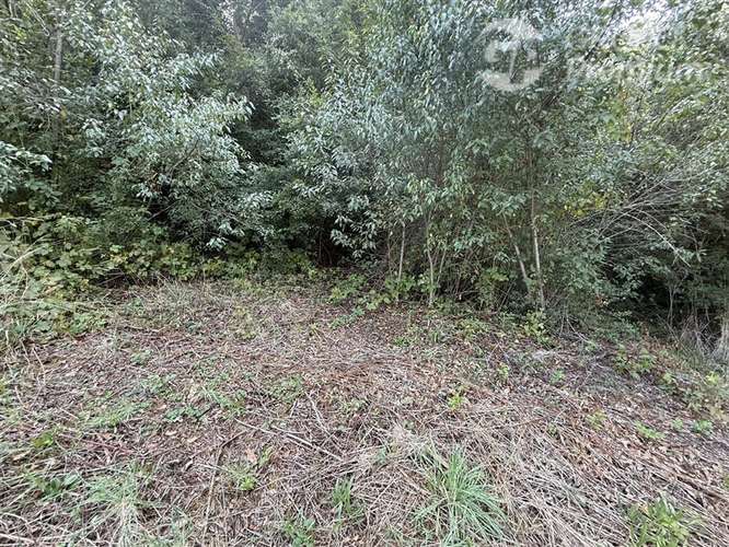 Venta- Paracela- Villarrica-5000 Mt2 - Imagen 2