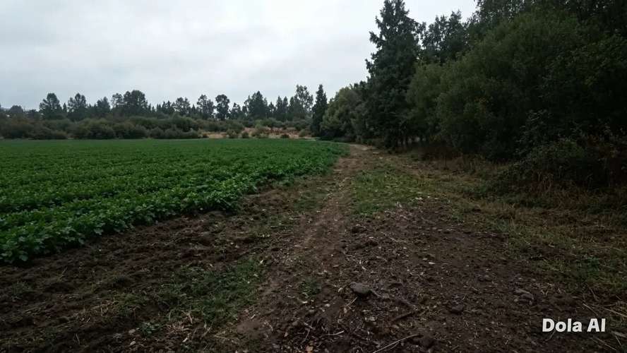 1.35 H.  Zona De Lago Rapel, Hermoso Terreno. - Imagen 7