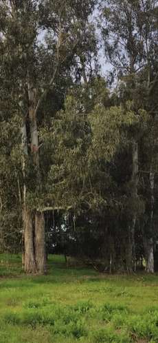 1.35 H.  Zona De Lago Rapel, Hermoso Terreno. - Imagen 14