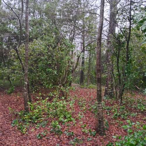 Terreno 5000m2 cercado con puntera de agua-El Avellano, Yungay