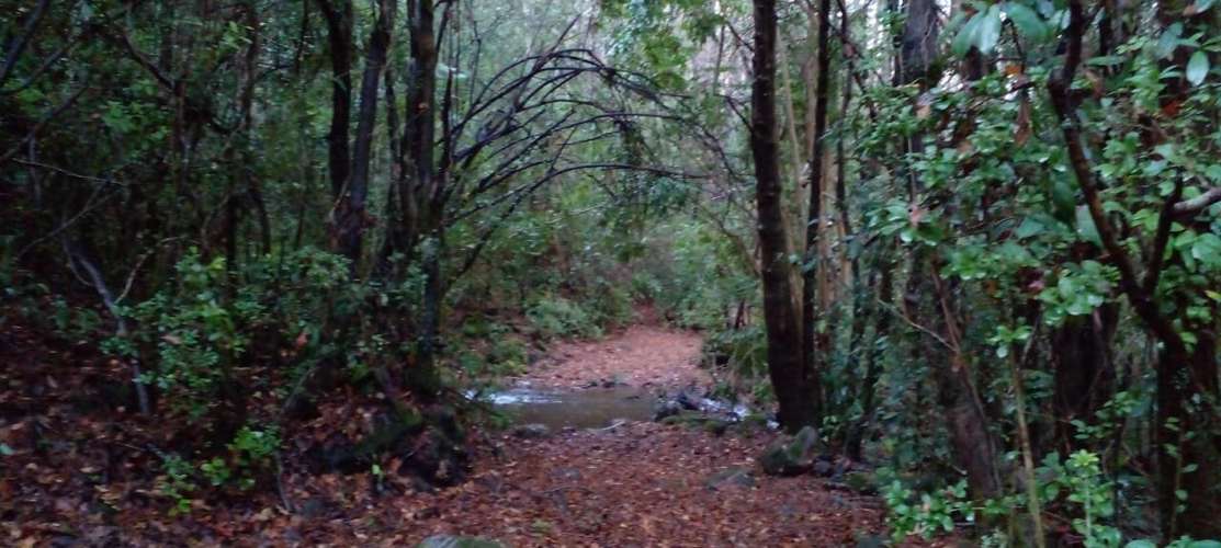 Terreno 5000m2 cercado con puntera de agua-El Avellano, Yungay