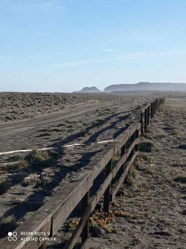 Los Medanos de Tregualemu. (187533)