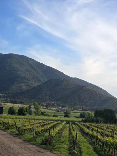 Campo en venta en Malloa, entorno agrícola y vitivinícola