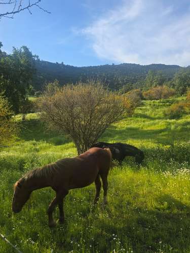 Campo en venta en Malloa, entorno agrícola y vitivinícola