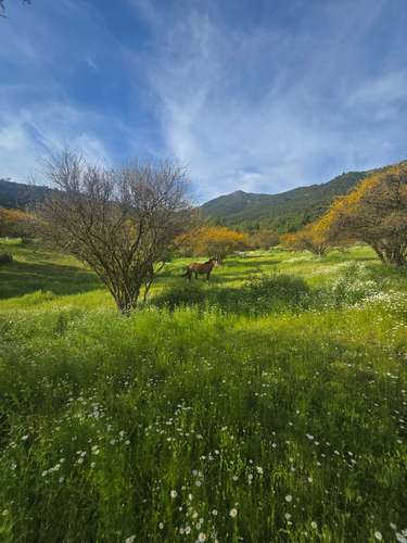Campo en venta en Malloa, entorno agrícola y vitivinícola