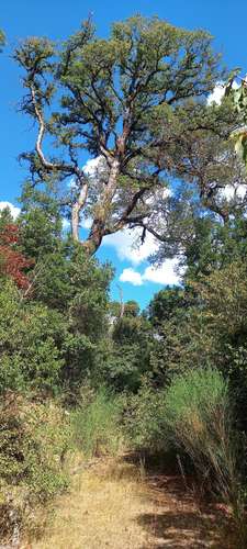 VENTA BELLO TERRENO CON NATURALEZA NATIVA, GUARILIHUE