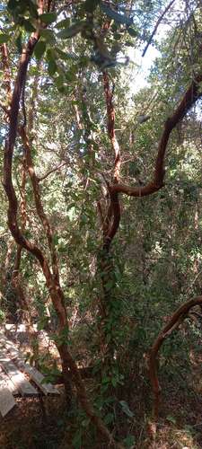 VENTA BELLO TERRENO CON NATURALEZA NATIVA, GUARILIHUE