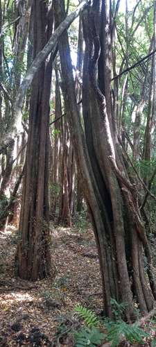 VENTA BELLO TERRENO CON NATURALEZA NATIVA, GUARILIHUE