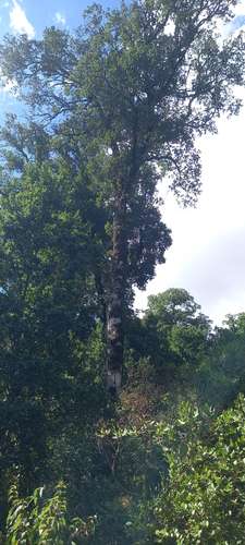 VENTA BELLO TERRENO CON NATURALEZA NATIVA, GUARILIHUE