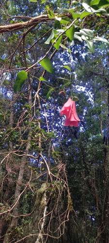 VENTA BELLO TERRENO CON NATURALEZA NATIVA, GUARILIHUE
