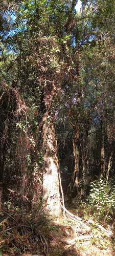 VENTA BELLO TERRENO CON NATURALEZA NATIVA, GUARILIHUE