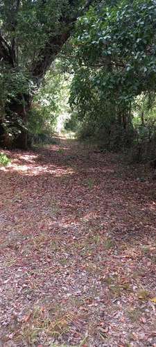 VENTA BELLO TERRENO CON NATURALEZA NATIVA, GUARILIHUE