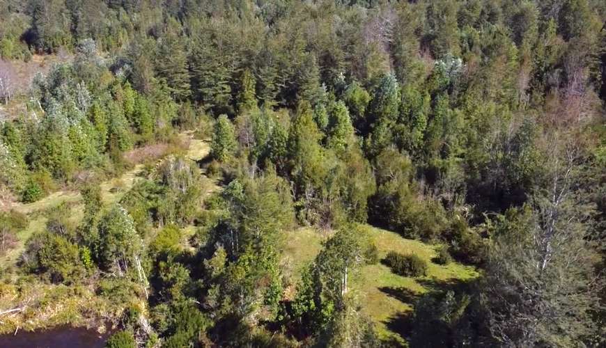 OPORTUNIDAD TERRENOS INDÍGENAS A 15 MILLONES LA HECTÁREA