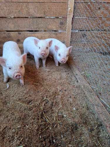 Minipig