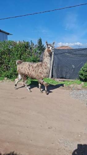 Llamas Mansas de cabresto