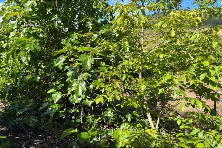 Parcela en venta, san vicente de tagua tagua. - Imagen 27