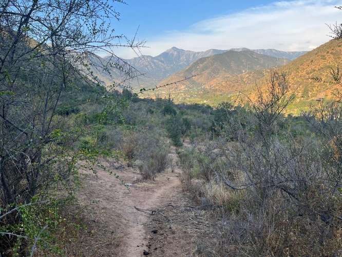 En renta de terreno con bosque nativo de 6,5 há, en Olmué.  1 M$