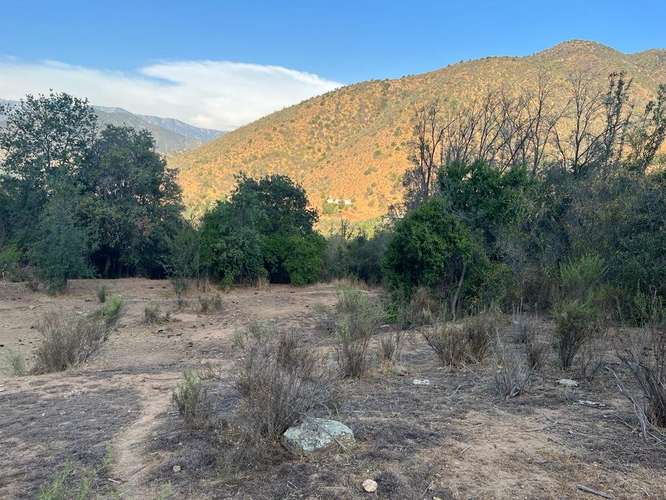 En renta de terreno con bosque nativo de 6,5 há, en Olmué.  1 M$