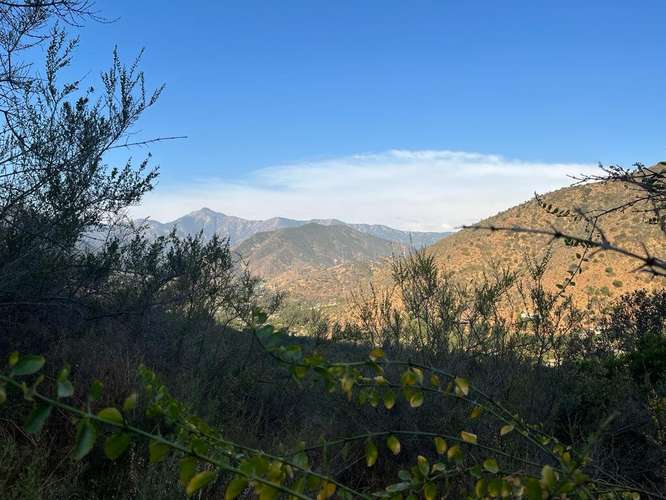 En renta de terreno con bosque nativo de 6,5 há, en Olmué.  1 M$