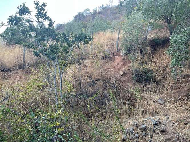 En renta de terreno con bosque nativo de 6,5 há, en Olmué.  1 M$